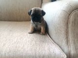 Safkan Pug Mops Bebekler