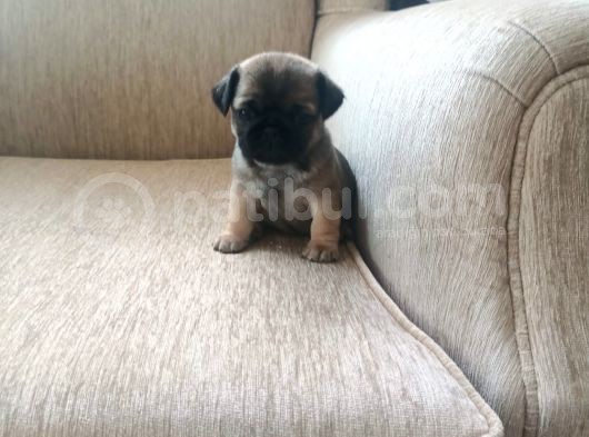 Safkan Pug Mops Bebekler görsel