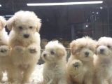 Malti̇poo Bebekler Vonalp Pet Garanti̇si̇yle