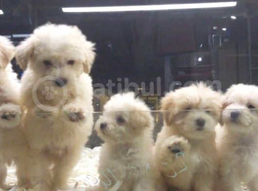 Malti̇poo Bebekler Vonalp Pet Garanti̇si̇yle görsel