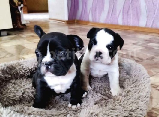 Anatomi Harikası French Bulldog Yavruları görsel