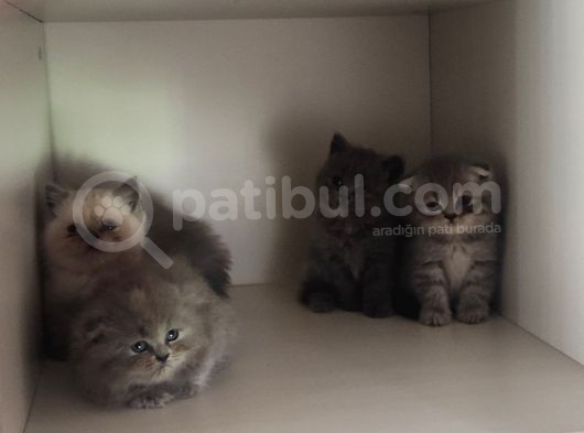 2 Aylik Scoti̇sh Ve Bri̇ti̇sh Yavrular