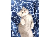 Tek Yavru Kaldı Uygun Son Gün 