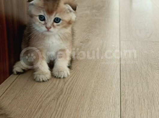 Tek Yavru Kaldı Uygun Son Gün  görsel