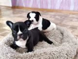 Anatomi harikası french bulldog yavruları