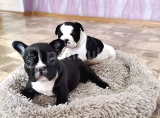 Anatomi Harikası French Bulldog Yavruları