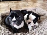 Anatomi Harikası French Bulldog Yavruları