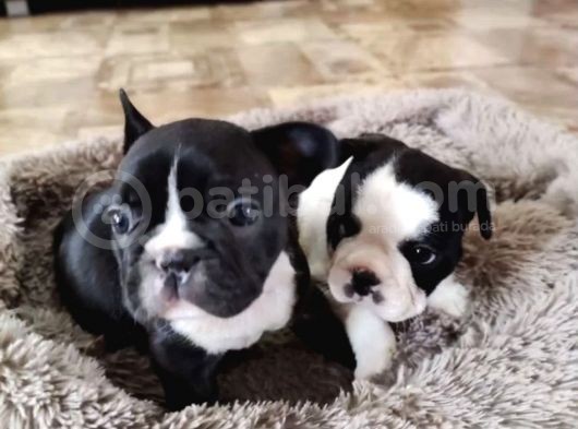 Anatomi Harikası French Bulldog Yavruları görsel