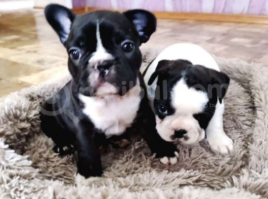 Anatomi Harikası French Bulldog Yavruları görsel