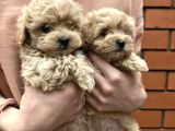Dünyalar tatlısı maltipoo yavruları