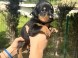 A Kalite Irk Garantili Doberman Yavrular