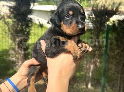 A Kalite Irk Garantili Doberman Yavrular görsel