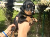 A Kalite Irk Garantili Doberman Yavrular