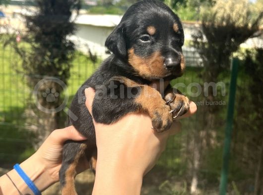 A Kalite Irk Garantili Doberman Yavrular görsel