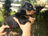 A Kalite Irk Garantili Doberman Yavrular