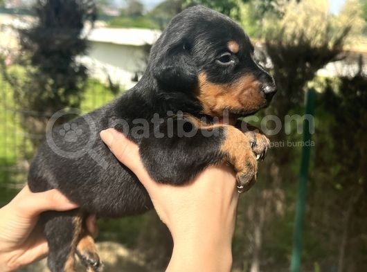 A Kalite Irk Garantili Doberman Yavrular