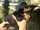 A Kalite Irk Garantili Doberman Yavrular