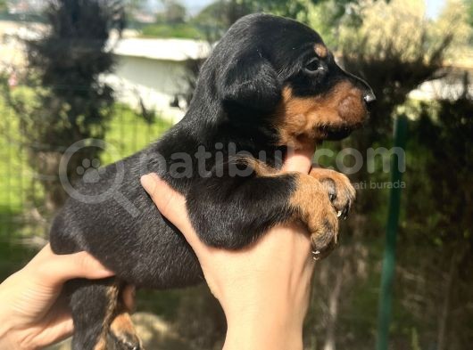 A Kalite Irk Garantili Doberman Yavrular görsel