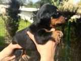 A Kalite Irk Garantili Doberman Yavrular
