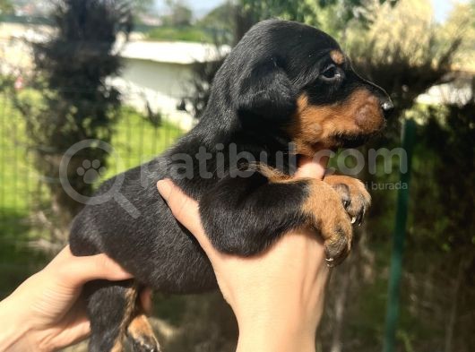 A Kalite Irk Garantili Doberman Yavrular görsel