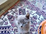 Bri̇ti̇sh Short Hai̇r Bebekler