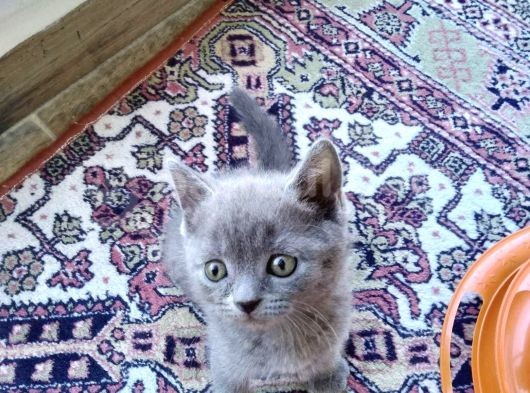 Bri̇ti̇sh Short Hai̇r Bebekler görsel