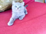 BRİTİSH SHORT HAİR BEBEKLER