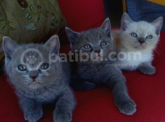 Bri̇ti̇sh Short Hai̇r Bebekler görsel