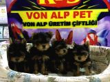 MUHTEŞEM GÜZELLİKTE YORKSHIRE YAVRULARI VON ALP PET GARANTİLİ