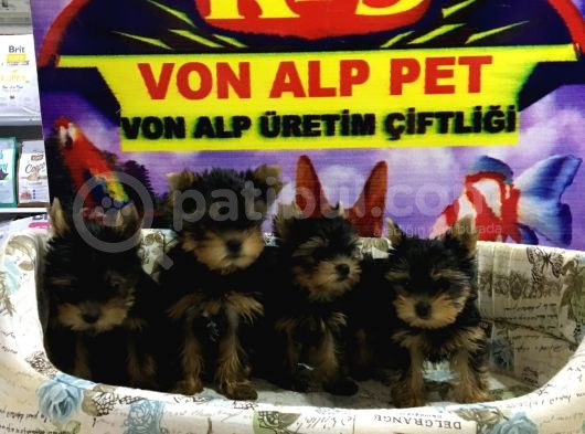 Muhteşem Güzelli̇kte Yorkshire Yavrulari Von Alp Pet Garanti̇li̇