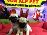 Saf Irk Pug Yavruları Vonalp Garantısıyle