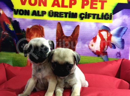 Saf Irk Pug Yavruları Vonalp Garantısıyle