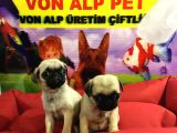 Saf Irk Pug Yavruları Vonalp Garantısıyle