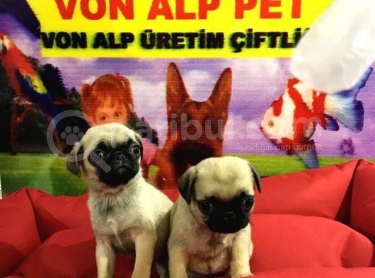 Saf Irk Pug Yavruları Vonalp Garantısıyle görsel