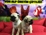 Saf Irk Pug Yavruları Vonalp Garantısıyle