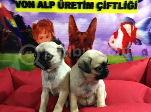 Saf Irk Pug Yavruları Vonalp Garantısıyle görsel