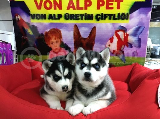 Saf Irk Husky Yavrulari Vonalp Garantisiyle görsel