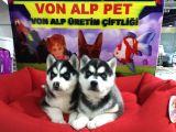 SAF IRK HUSKY YAVRULARI VONALP GARANTISIYLE