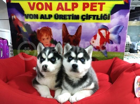 Saf Irk Husky Yavrulari Vonalp Garantisiyle