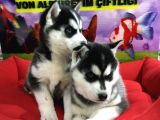 Saf Irk Husky Yavrulari Vonalp Garantisiyle