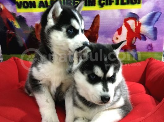 Saf Irk Husky Yavrulari Vonalp Garantisiyle görsel