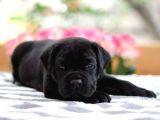 Emsalsiz cane corso yavruları