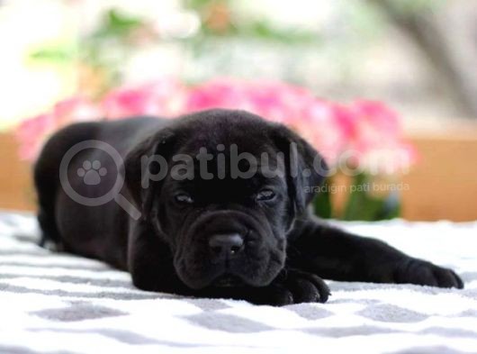Emsalsiz Cane Corso Yavruları