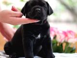 Emsalsiz Cane Corso Yavruları