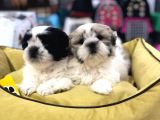 Vonalp Pet Garanti̇si̇yle Shih Tzu Yavrulari