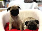 Vonalp Pet Garanti̇si̇yle Saf Irk Pug Bebekler