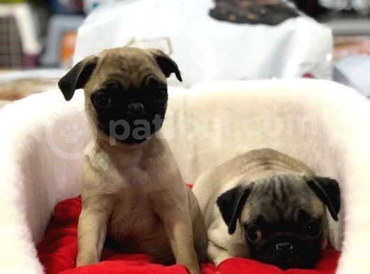 Vonalp Pet Garanti̇si̇yle Saf Irk Pug Bebekler görsel