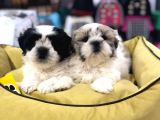 Vonalp Pet Garanti̇si̇yle Shih Tzu Yavrulari