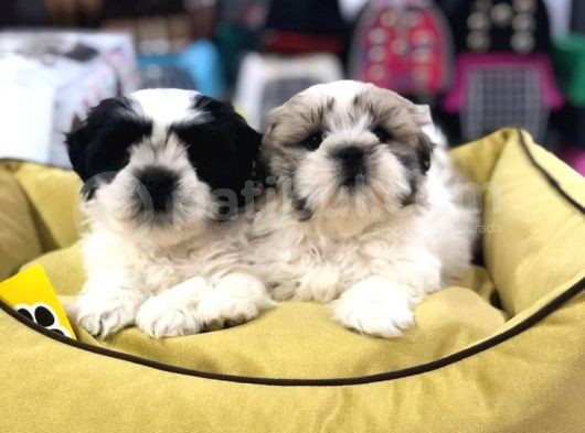 Vonalp Pet Garanti̇si̇yle Shih Tzu Yavrulari görsel