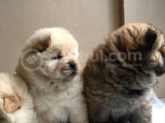 Chow Chow Çin Aslanı Yavrularımız görsel